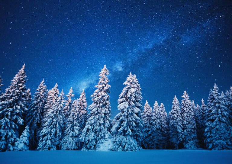 winter forest under the stars