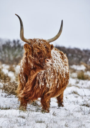 Highland Freeze