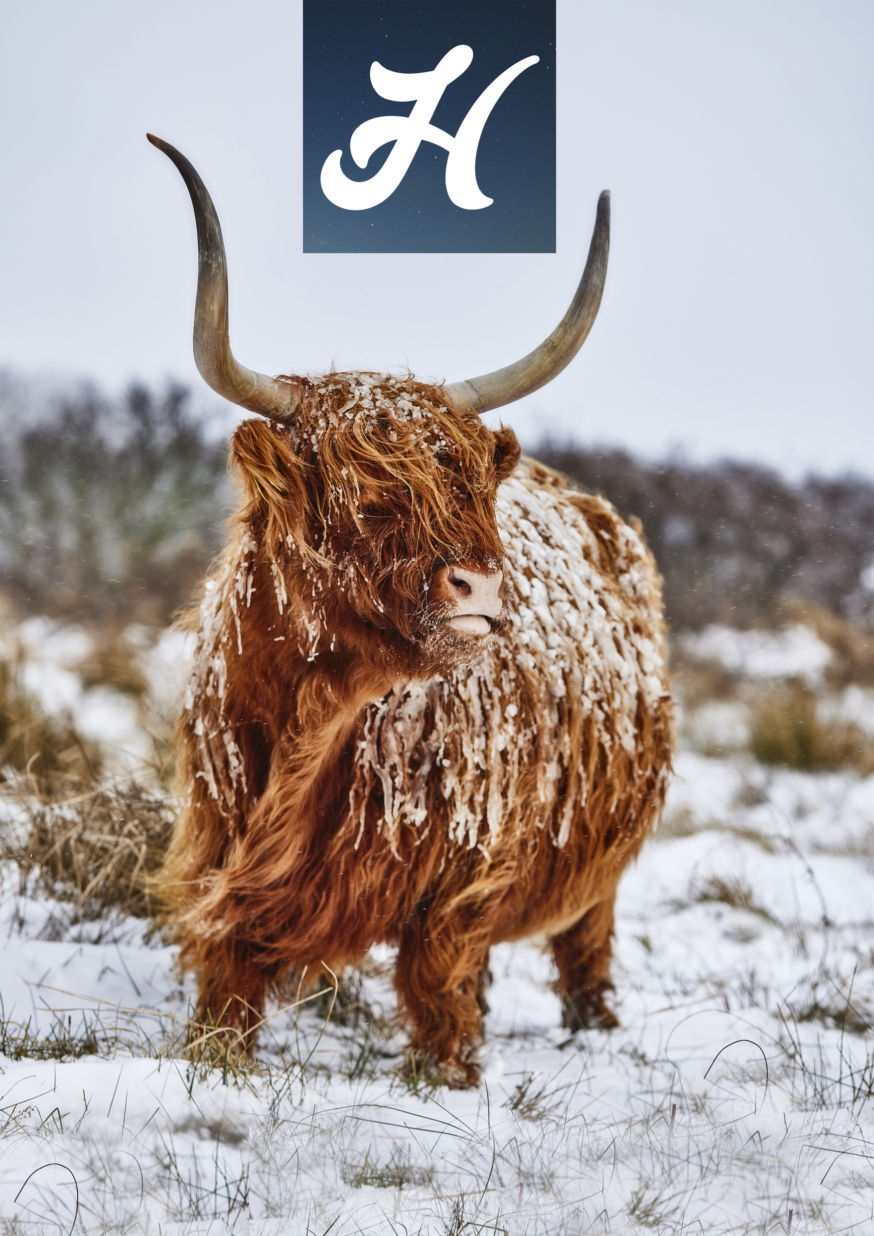 Highland Freeze Front Personalised