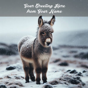 snowy donkey