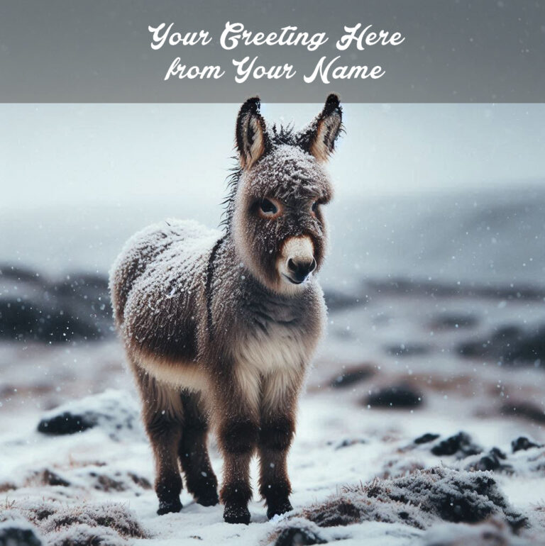 snowy donkey